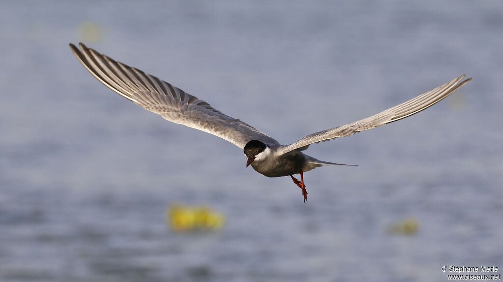 Whiskered Tern