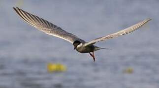 Whiskered Tern