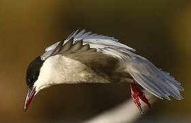 Whiskered Tern