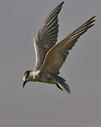 Whiskered Tern