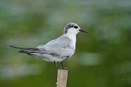 Whiskered Tern