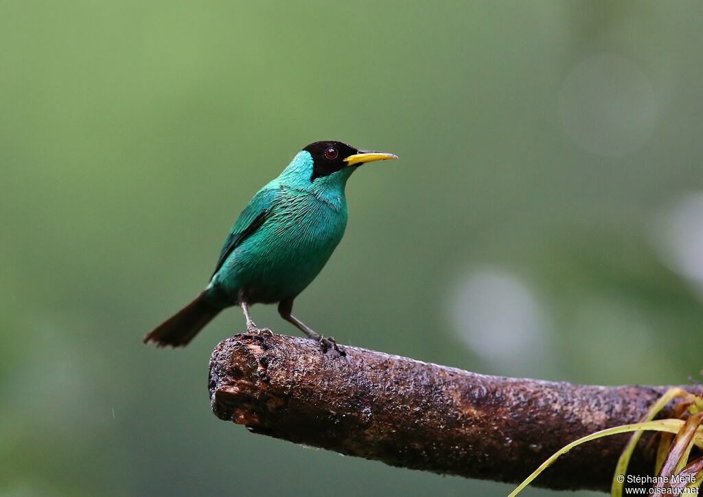 Green Honeycreeper male adult