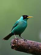 Green Honeycreeper