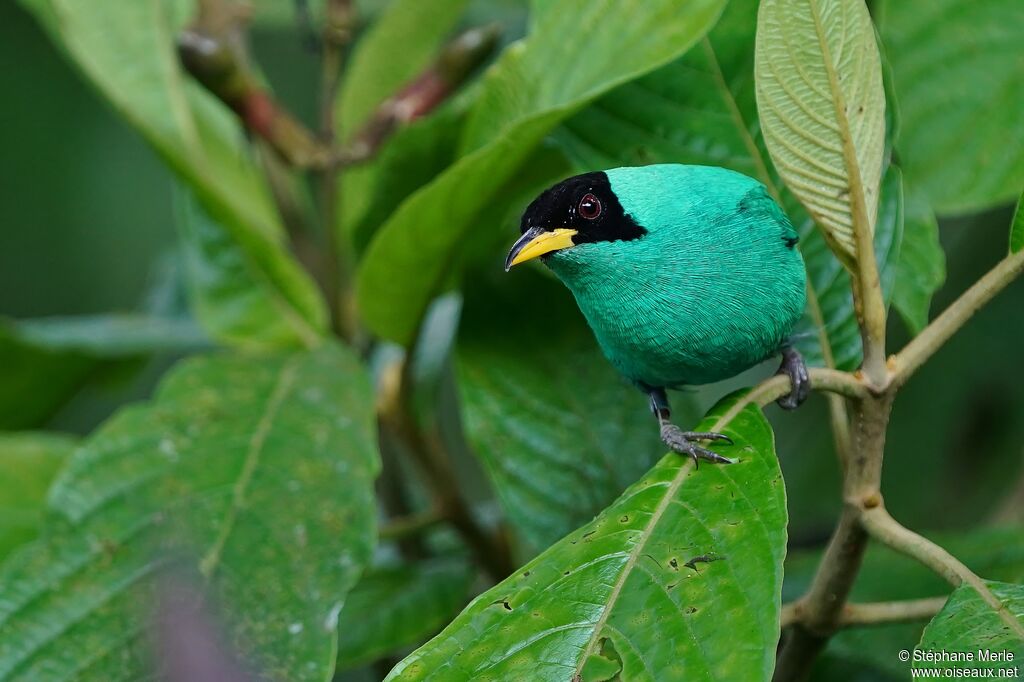 Green Honeycreeper male adult