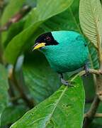 Green Honeycreeper