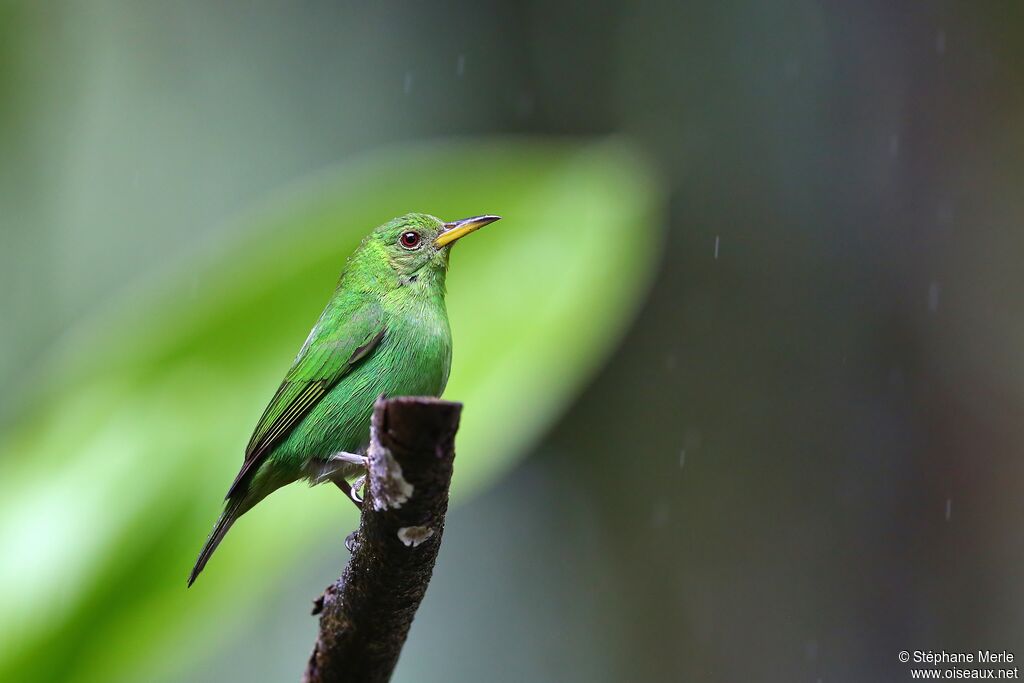 Green Honeycreeper female adult