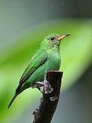 Green Honeycreeper