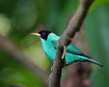 Green Honeycreeper