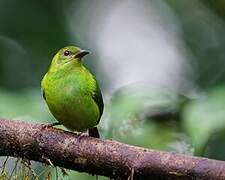 Green Honeycreeper