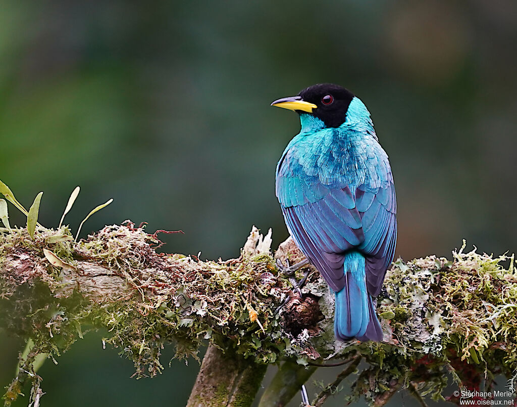 Green Honeycreeper male adult