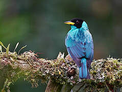 Green Honeycreeper