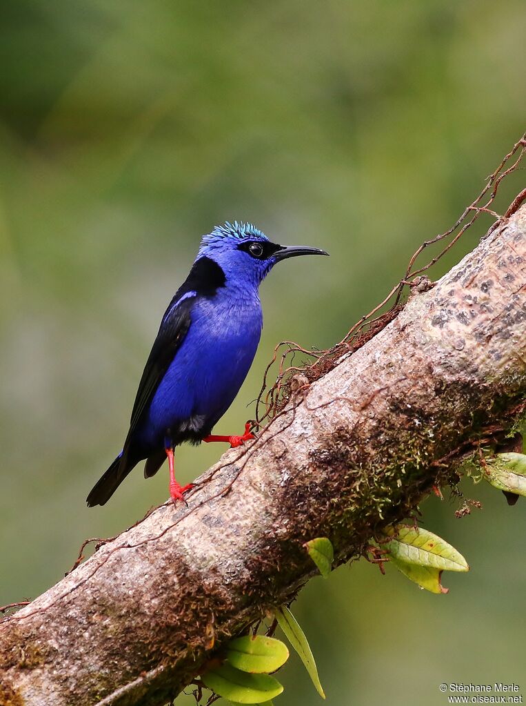 Red-legged Honeycreeper male adult