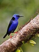 Red-legged Honeycreeper