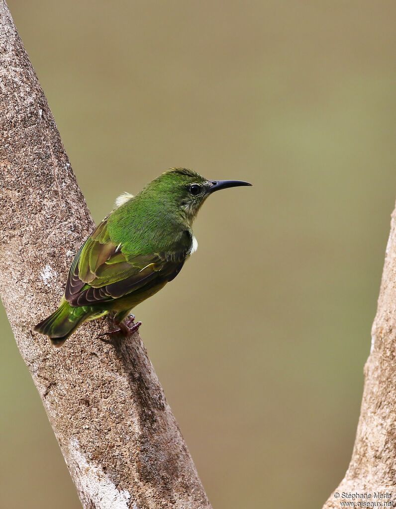 Red-legged Honeycreeper female adult