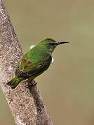 Red-legged Honeycreeper