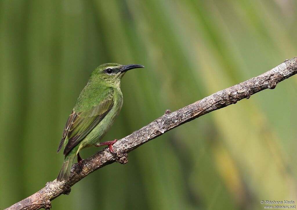 Red-legged Honeycreeper female