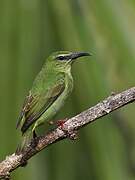 Red-legged Honeycreeper