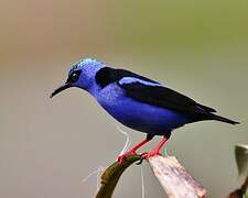 Red-legged Honeycreeper