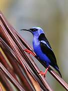 Red-legged Honeycreeper