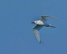 White Tern