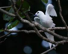 White Tern