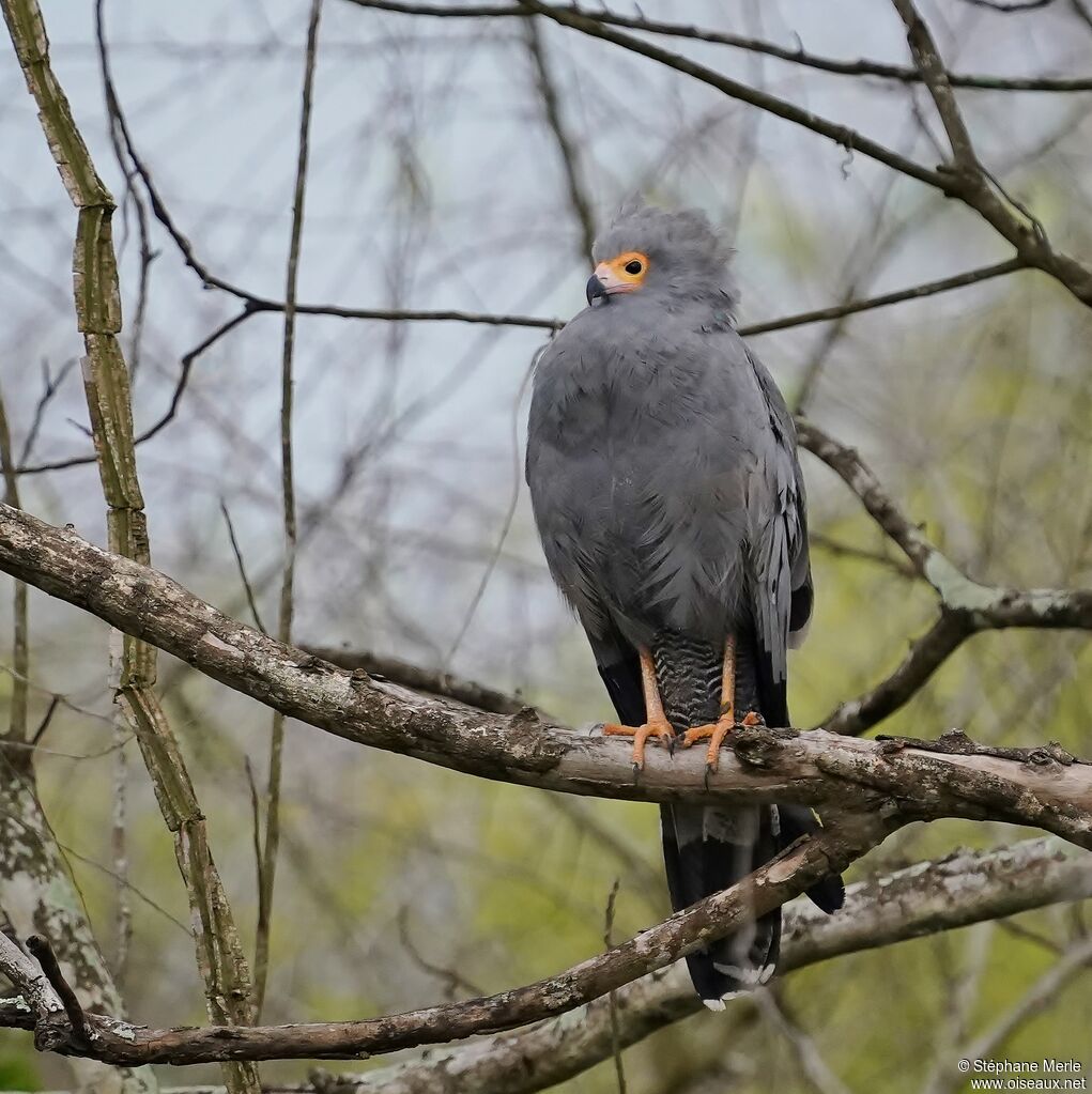 Gymnogène d'Afriqueadulte