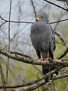 African Harrier-Hawk