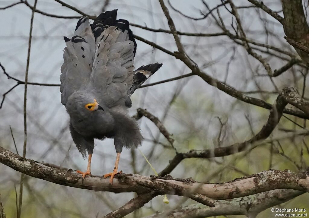 African Harrier-Hawkadult