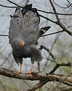 African Harrier-Hawk