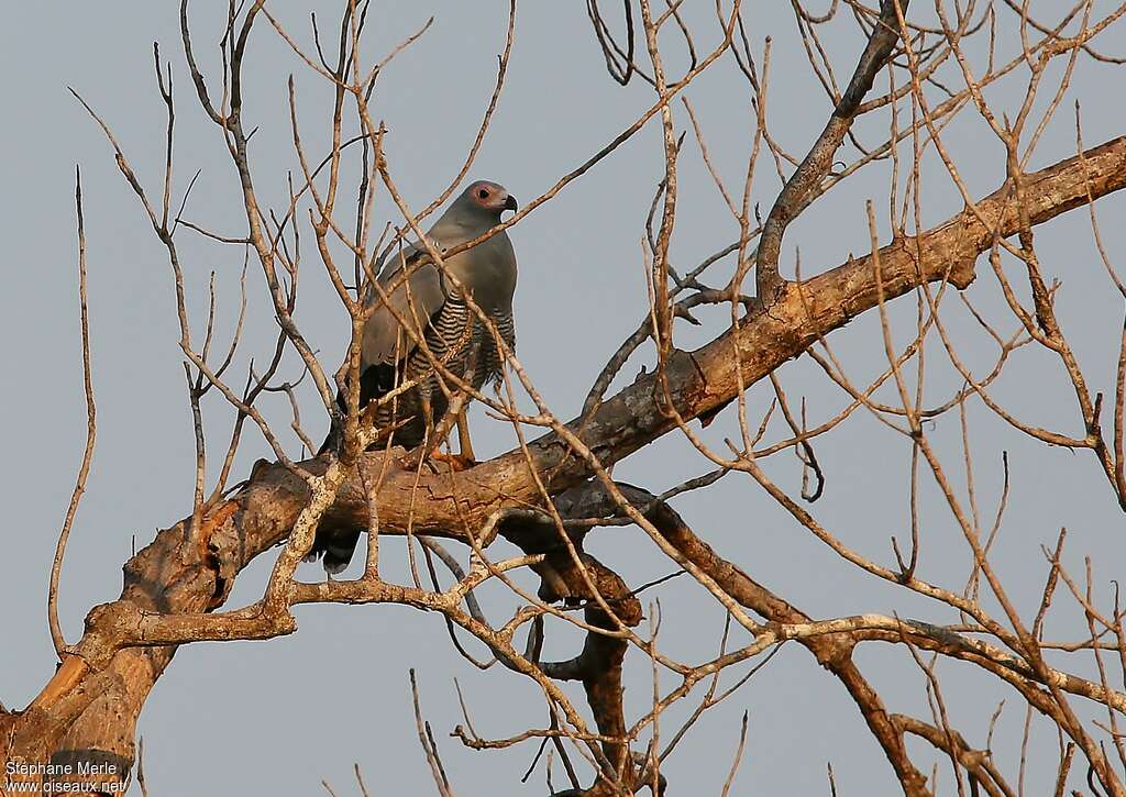 Madagascar Harrier-Hawkadult, habitat, pigmentation