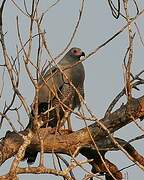 Madagascar Harrier-Hawk