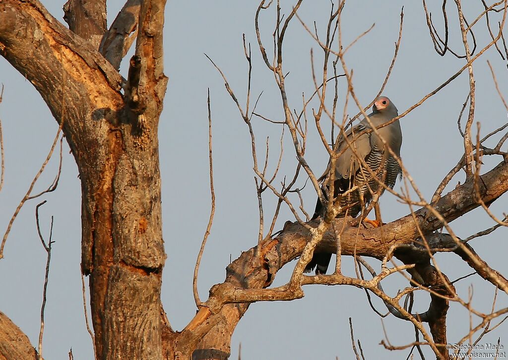 Madagascar Harrier-Hawkadult