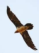 Bearded Vulture