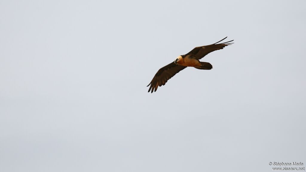 Bearded Vulture