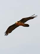 Bearded Vulture