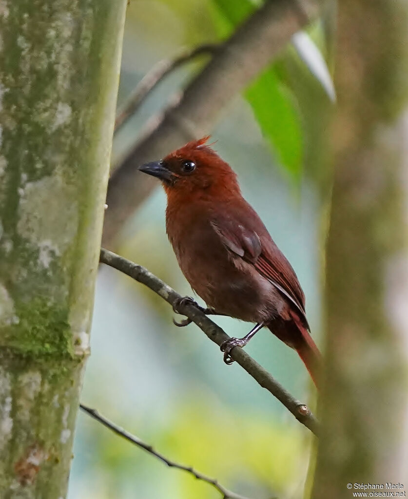 Crested Ant Tanager female, adult