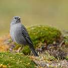 Haplospize gris-de-plomb