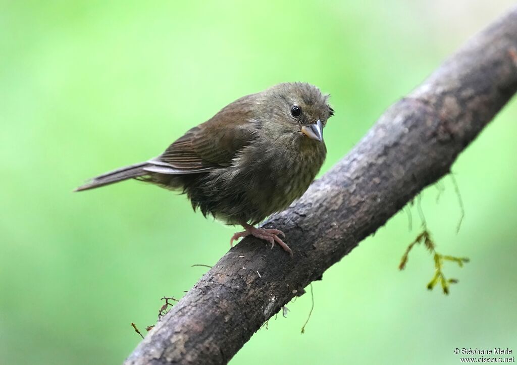 Uniform Finch female adult