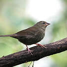 Haplospize unicolore