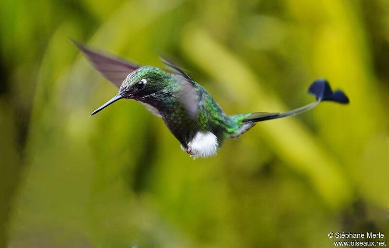 White-booted Racket-tail male adult