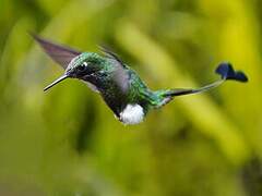 White-booted Racket-tail