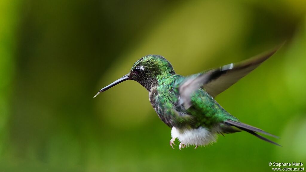 White-booted Racket-tail female adult