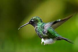 White-booted Racket-tail