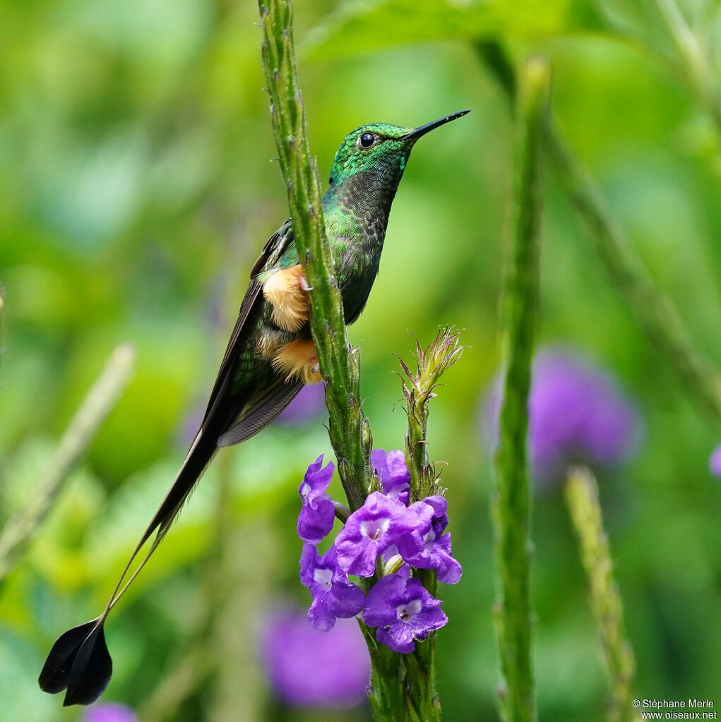 Peruvian Racket-tail male adult