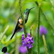 Peruvian Racket-tail