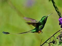 Peruvian Racket-tail