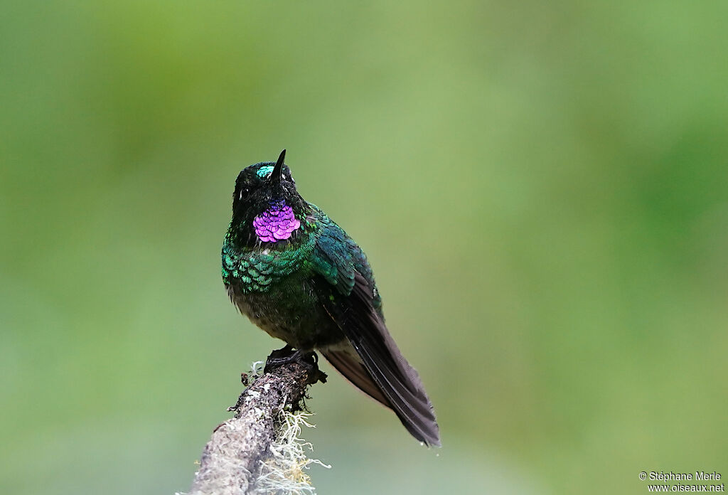 Tourmaline Sunangel male adult