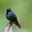 Héliange tourmaline
