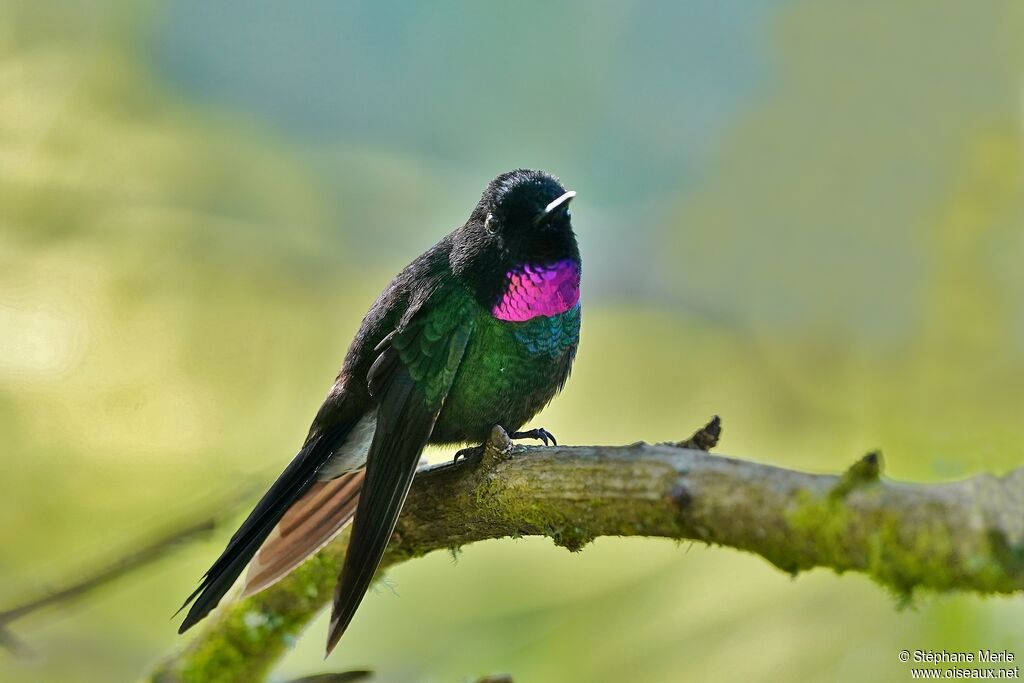 Tourmaline Sunangel