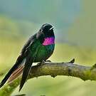 Héliange tourmaline